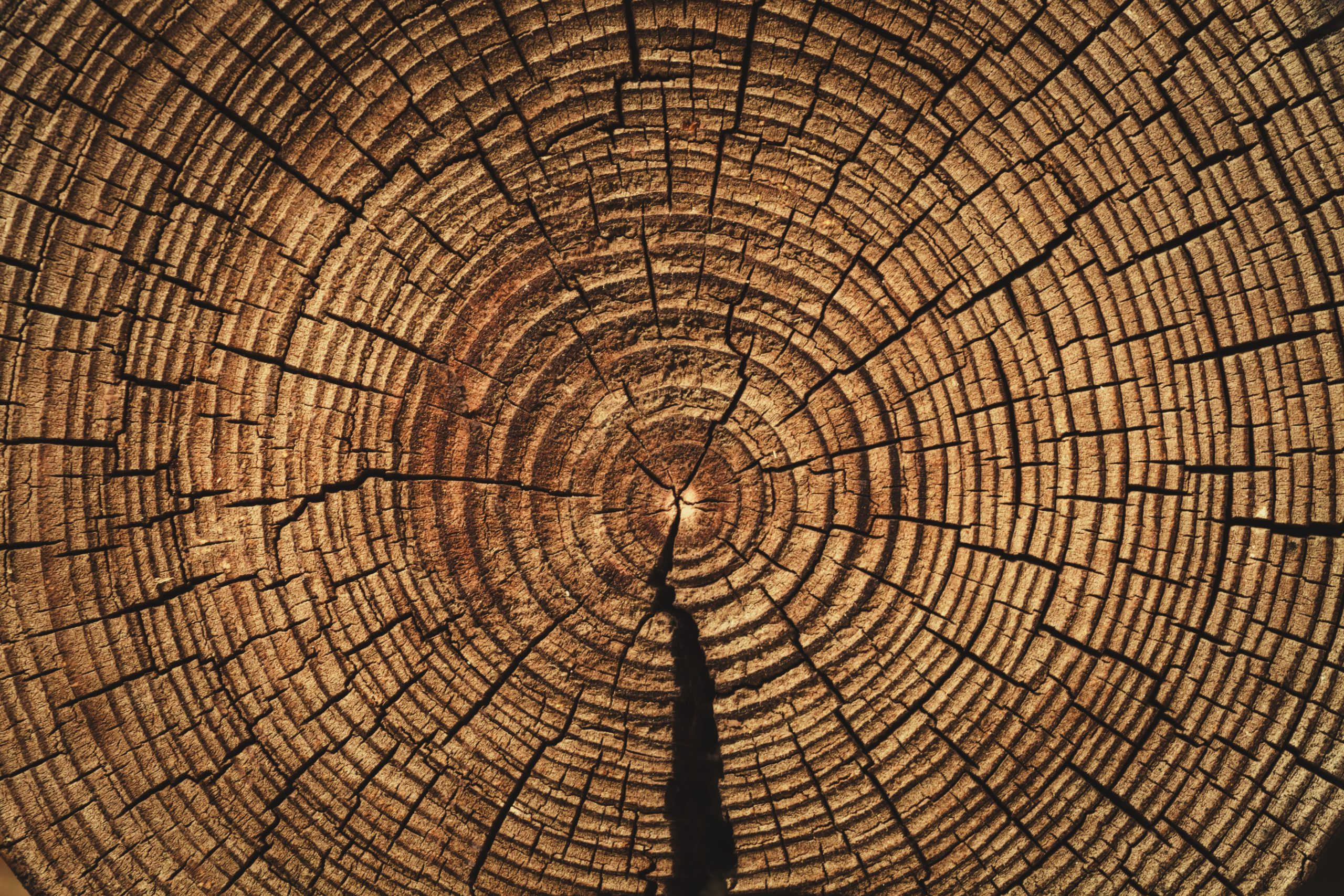 the age of the tree , sawn timber , wooden barrel , brown wood t