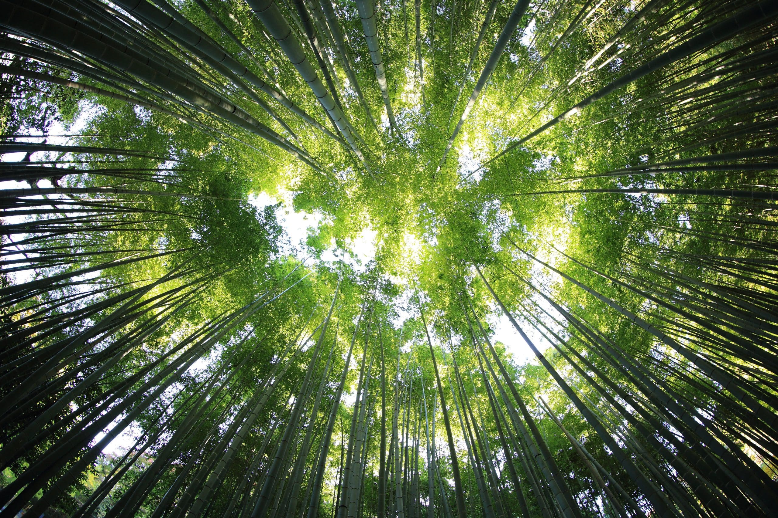 Forest 4 Forest 4