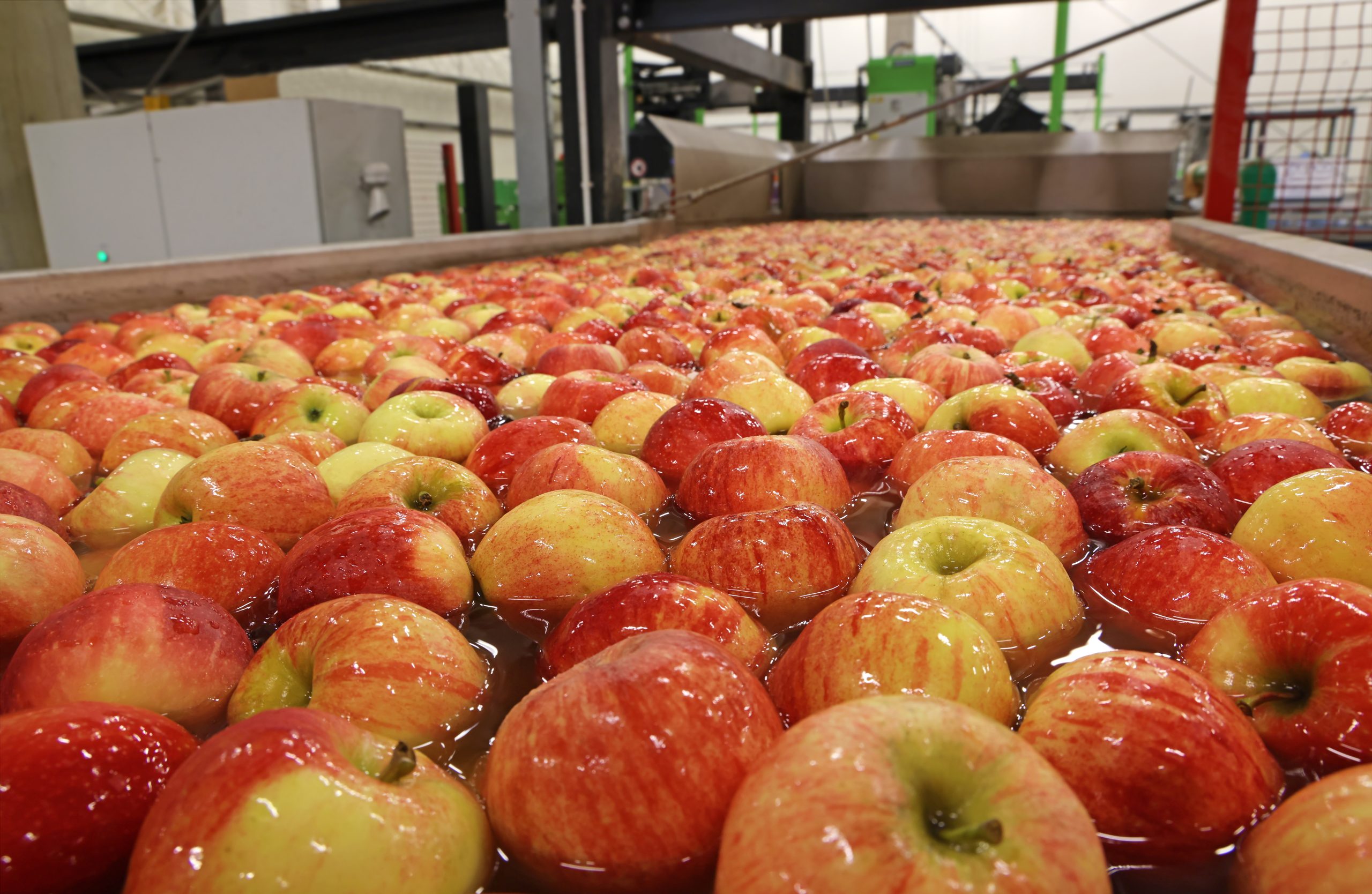 Apples floating in a sort of water conveyer, washing and grading