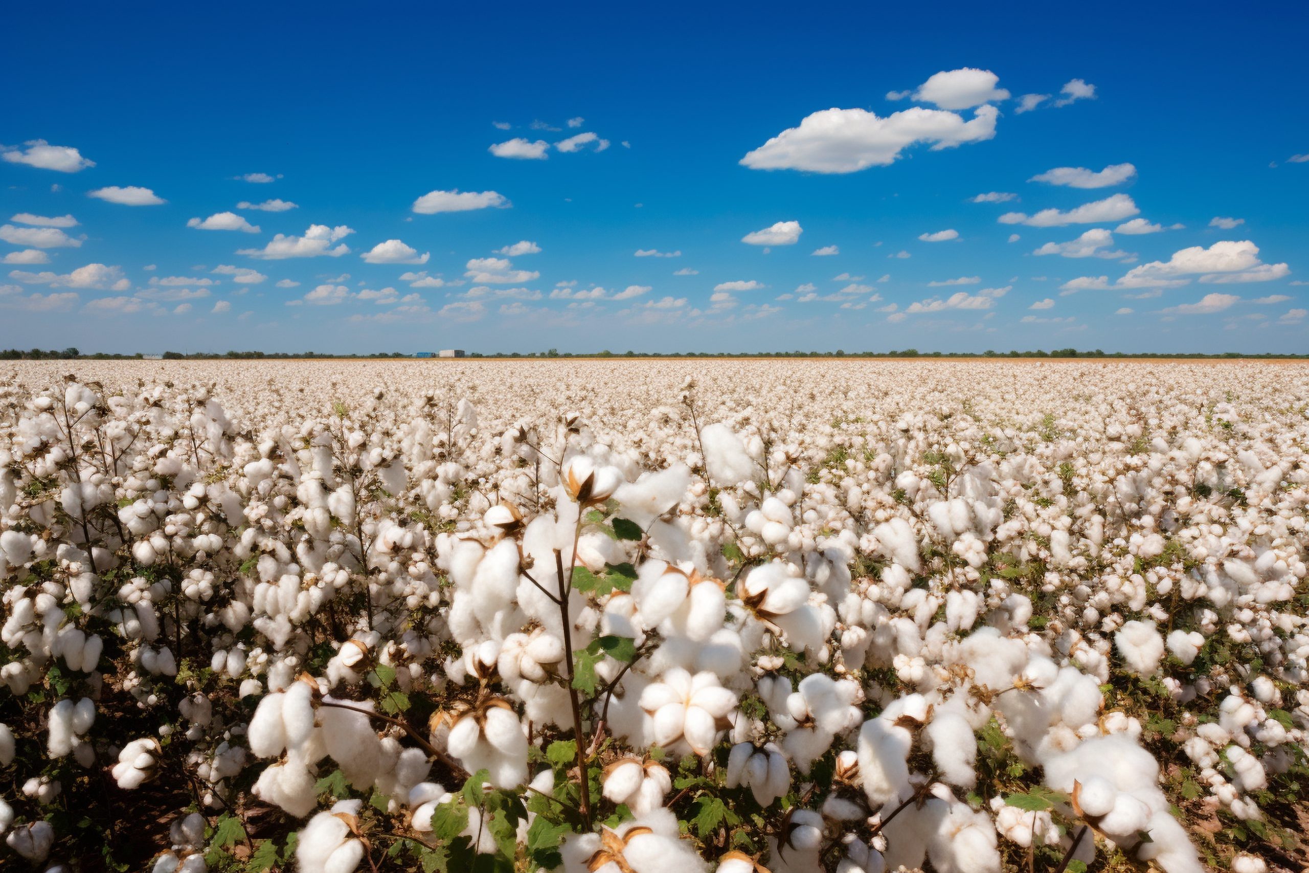 cotton field on sunset photo cotton field on sunset photo