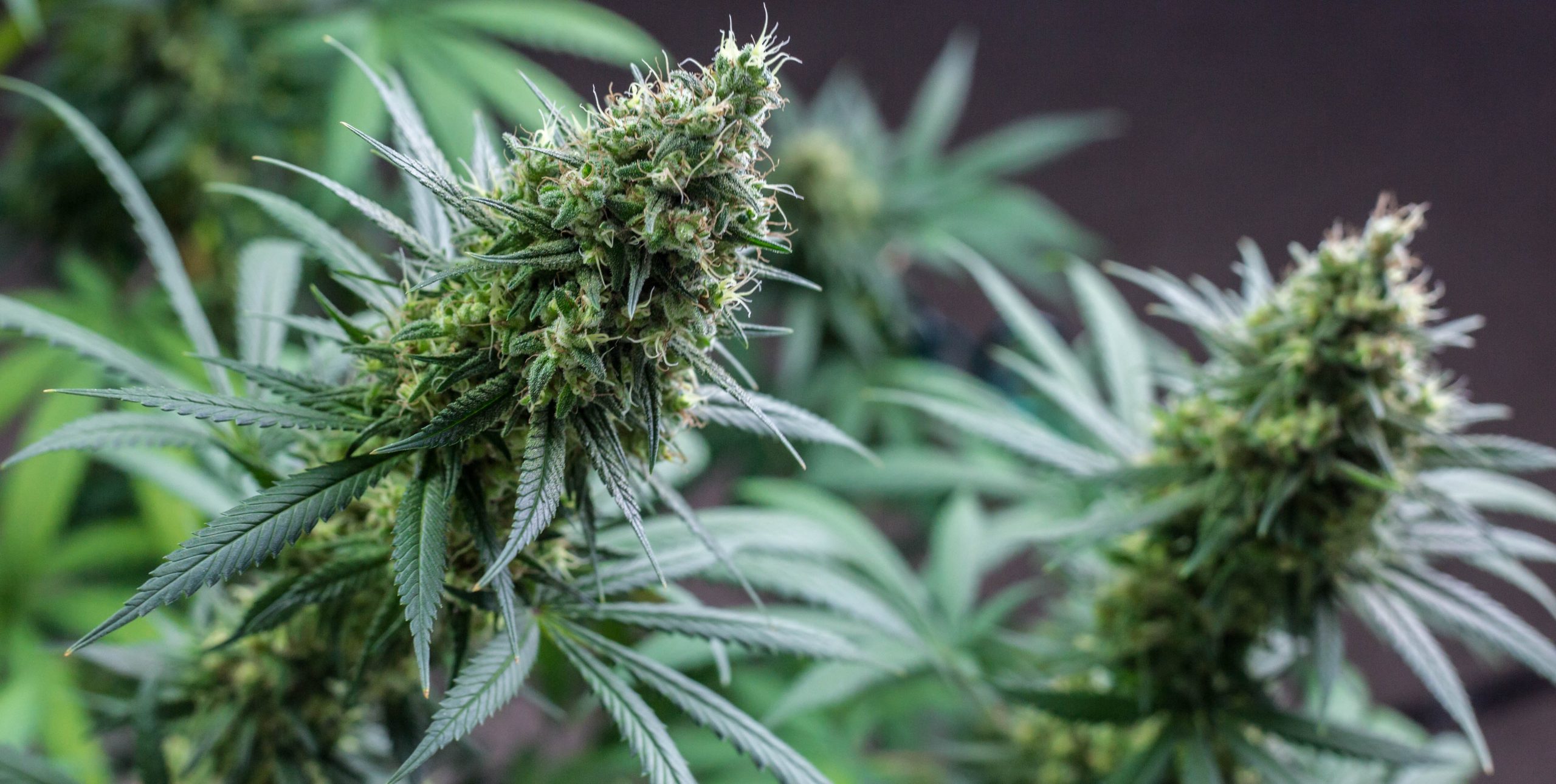 Cannabis 7
